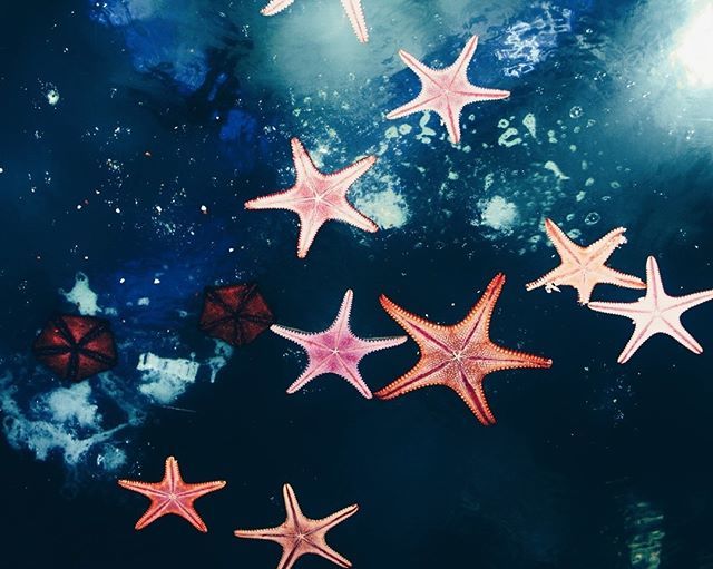 starfishstuff's tweet photo. Color #inspiration #starfish #jet #sealife #castoldijet #jettender #travelinstyle #luxurys… https://t.co/FI2oBI2B9P https://t.co/lx4nlrXhyv