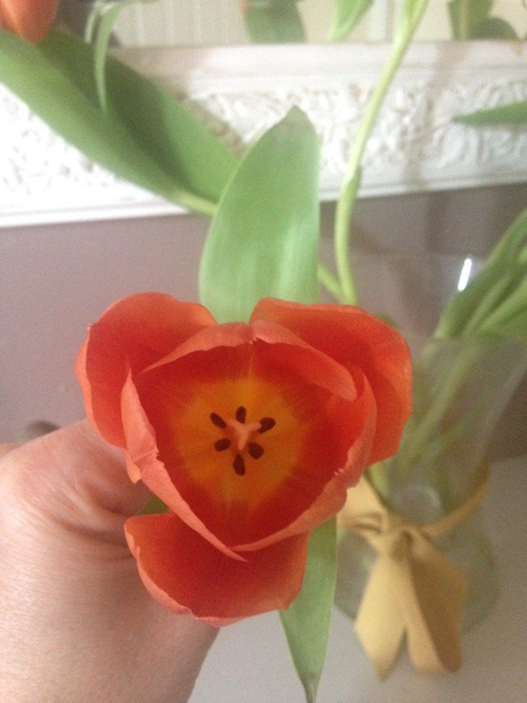 DeliaCazzato's tweet image. What can be more beautiful #TulipsInSpring