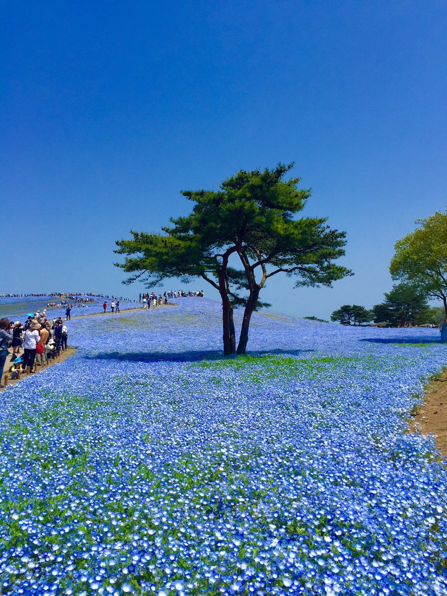 Saori Hayakawa 念願の場所だった ネモフィラの花畑へ 空と近いこの場所 足元も目の前も空も全部全部綺麗な青 写真好きな人と繋がりたい 写真好き ネモフィラ 国営ひたち海浜公園 花畑 一眼レフ 一眼初心者 ネモフィラブルー Saori Hayakawa 念願の場所だった ネモフィラの花畑へ 空と近いこの場所 足元も目の前も空も全部全部綺麗な青 写真好きな人と繋がりたい 写真好き ネモフィラ 国営ひたち海浜公園 花畑 一眼レフ 一眼初心者 ネモフィラブルー
