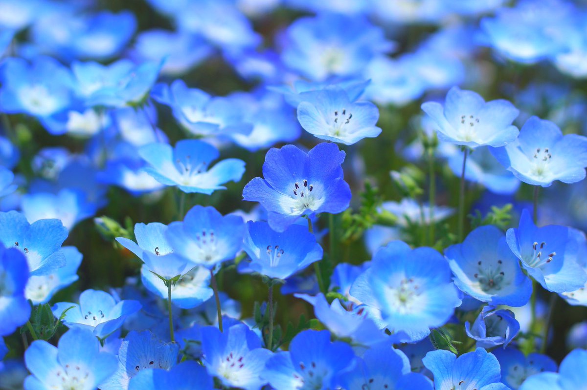 50 綺麗な画像 花畑 最高の花の画像