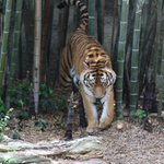 浜松市動物園では 虎と竹の屏風絵さながらの組み合わせが見れて 一休さん 親和性高くてめちゃかっこいいので見て Togetter 浜松市動物園では 虎と竹の屏風絵さながらの組み合わせが見れて 一休さん 親和性高くてめちゃかっこいいので見て Togetter
