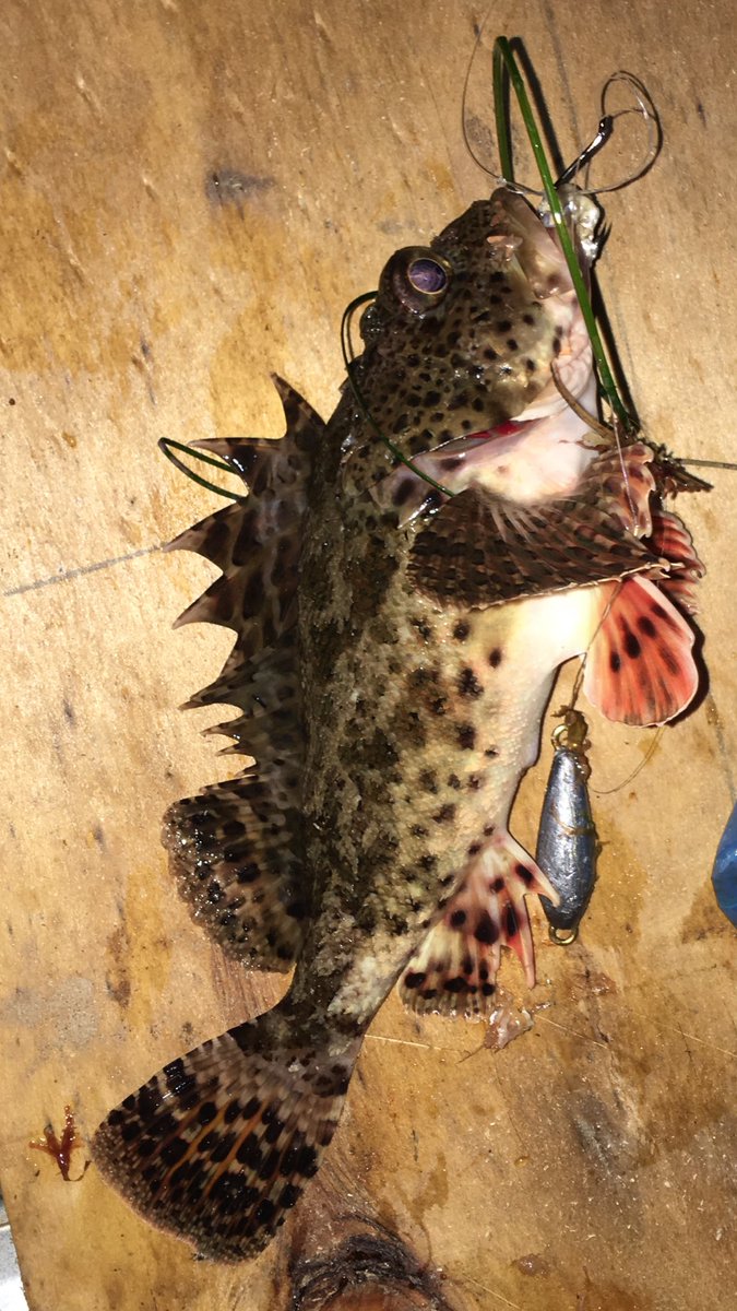arevalo_nick's tweet photo. Caught my first sculpin today! https://t.co/nSFlQN7A7X