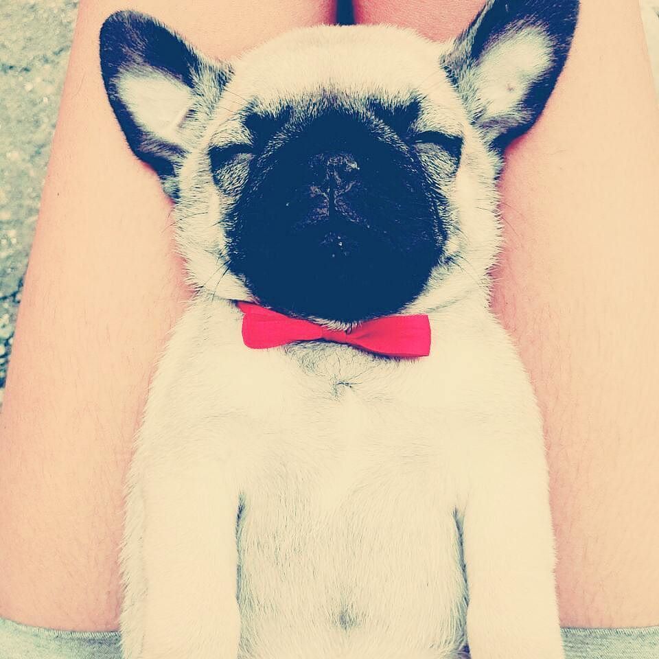 Puglee_Pug's tweet photo. #ilovedogs
#lovepug
#puglove
#puglife
#pugs
#pugstagram
#pug
#pugloveforever
#foreverlovepug
#pugforever by noel… https://t.co/IPCQZvsMqt