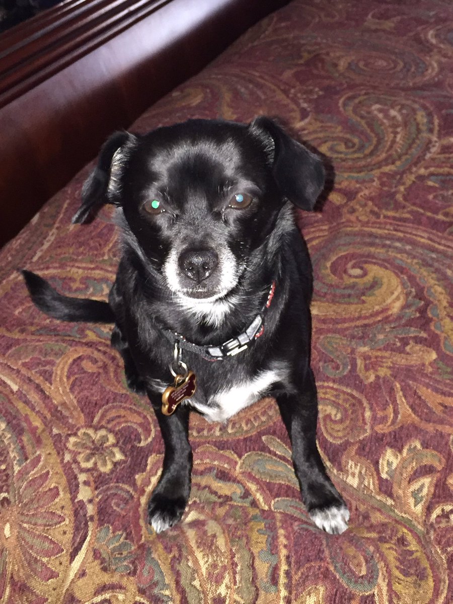 shanna1966's tweet photo. Maggie is not liking these storms!! https://t.co/CsEecskVr5