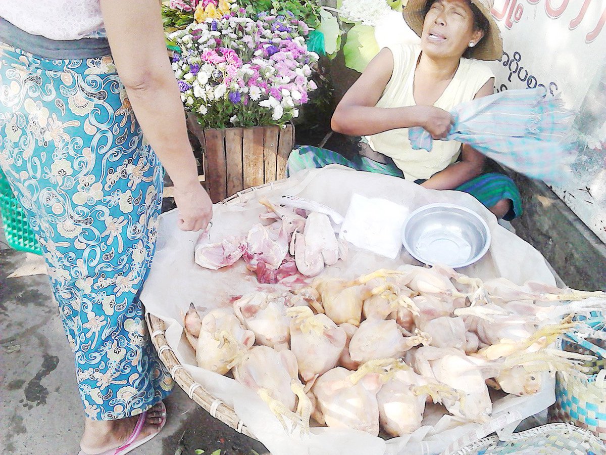 TheMyanmarTimes's tweet photo. Bird flu outbreak in Monywa leads to poultry transport ban even as thousands destroyed | https://t.co/j2z6kopFzM https://t.co/gyafzjhBWl