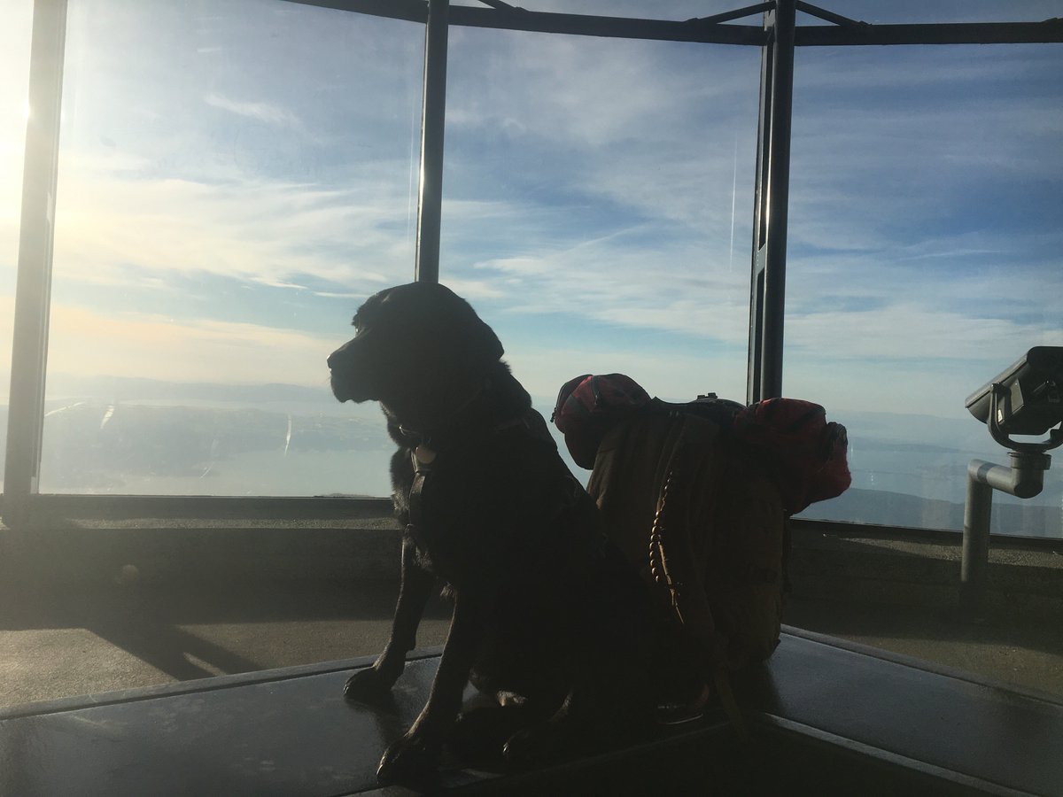 MishasMates's tweet photo. Getting ready to take #certIV16 out abseiling on Mt Wellington! You should hear the wind!! 😬 #ruffwear #servicedog https://t.co/WrvNZb7OzR