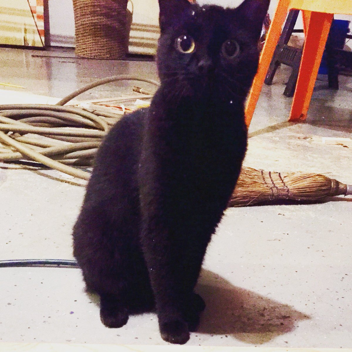 CMamaAtchley's tweet photo. #Hixson community: My dear Hallie Boo is missing. Please help me bring her home! #prayers #Chattanooga #SoutheastTN https://t.co/3XgsjBKR8P