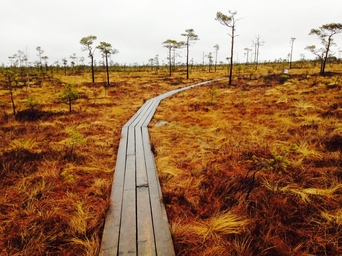 movemakerslab's tweet photo. A beautiful place to reflect &amp; be silent. The Soomaa National Park, Estonia, https://t.co/N92vN8Ls1z https://t.co/KaczpqOGth