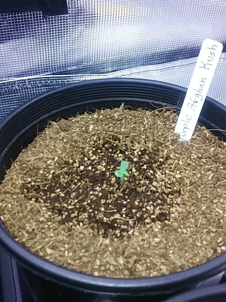 cmartin0725's tweet photo. This one is nice. Bubba kush pre 98 x purple kush. 80% bubba. #dinafem #420 #buddhastree #cleanrootsplatforms https://t.co/mBZKSb4qGY