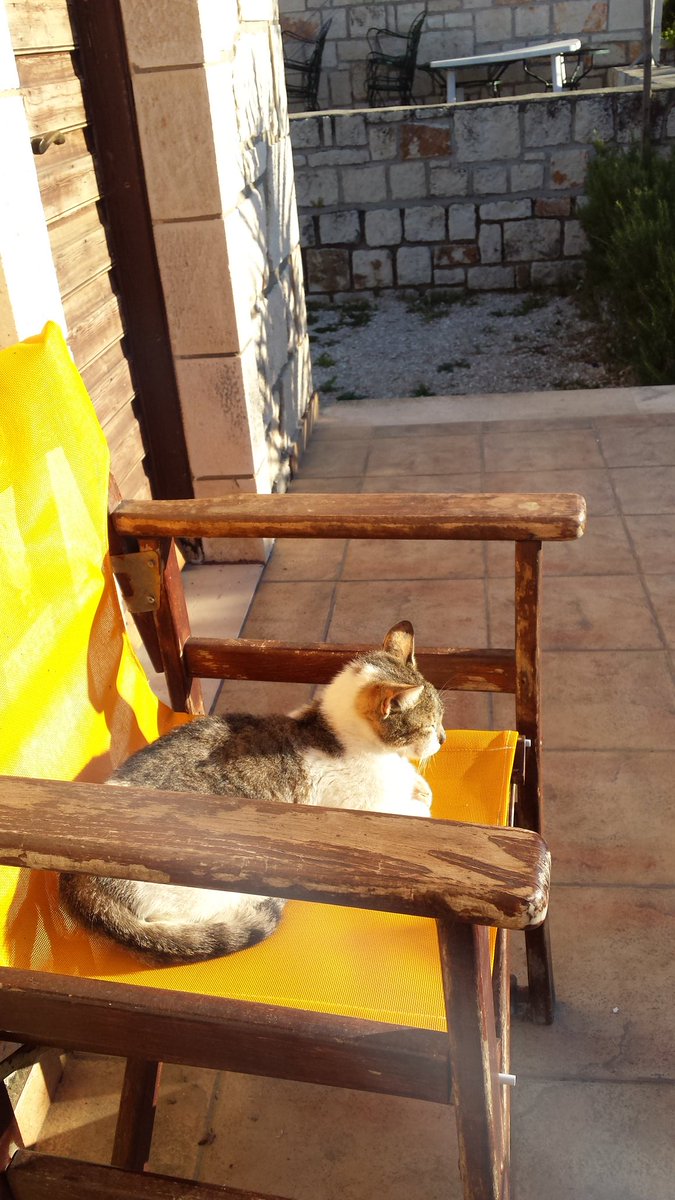 srheathx's tweet photo. Everywhere I go cats follow me. This is my new friend, Pedro. ��� https://t.co/l5DMKaoi2X