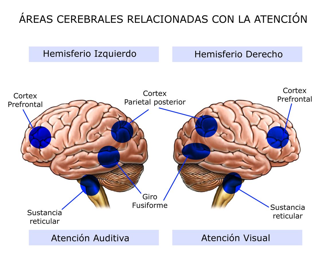 DanoeldCastro's tweet photo. @yeldyrodriguez #cerebroumb áreas del cerebro que intervienen en el proceso de atención. https://t.co/ib7758hgMM