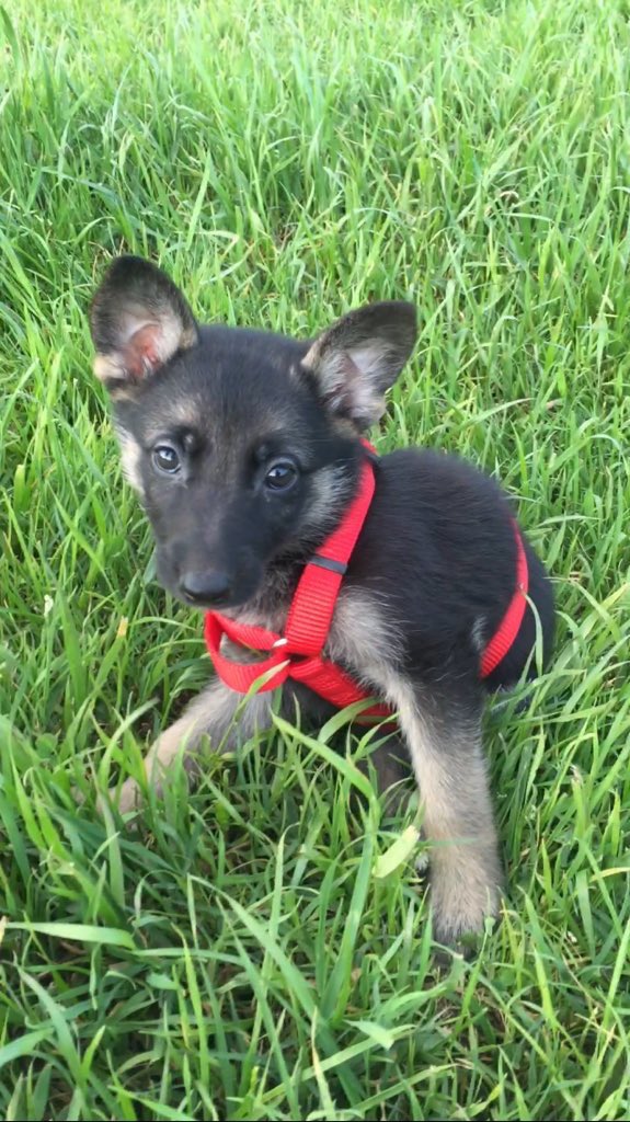 German Shepherds tweet media