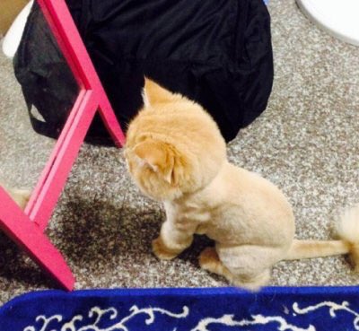 catvids's tweet photo. When you get a haircut and you don't know who you are anymore: https://t.co/PXCaYCRLhn