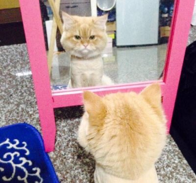 catvids's tweet photo. When you get a haircut and you don't know who you are anymore: https://t.co/PXCaYCRLhn