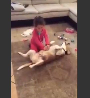 にぼし トリビアの泉で一番笑ったのは 雑種犬が家に戻ってきた時 自分の飼い主が見知らぬ血統書付きの犬をかわいがっていたら雑種の反応で最も多いのは ってので出てきたムー 8歳 T Co Sqbscgsjl7 Twitter