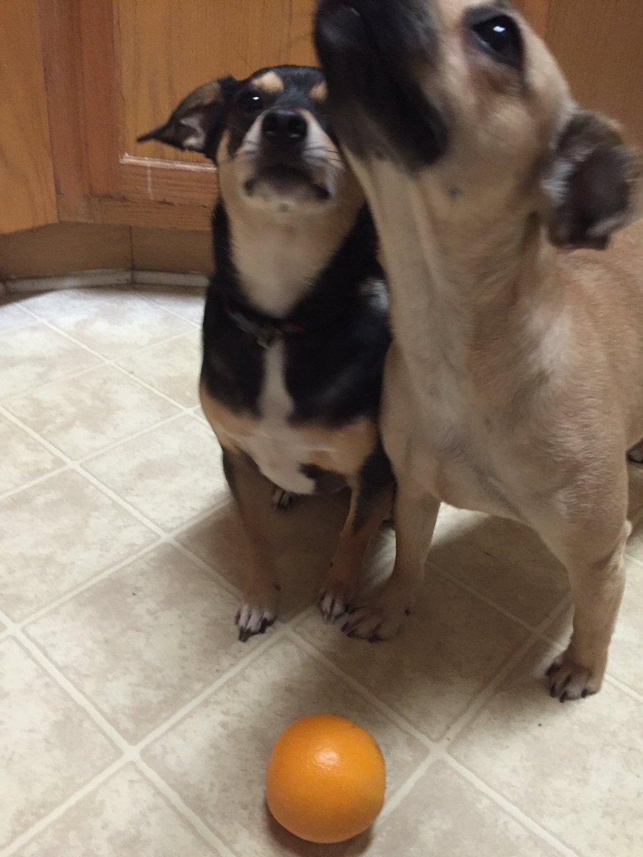 stickwhsimple's tweet photo. Spike and Charlotte want you to eat at home 🍽 #stickwithsimple @WoodstockHS1 https://t.co/st8tCIphlt