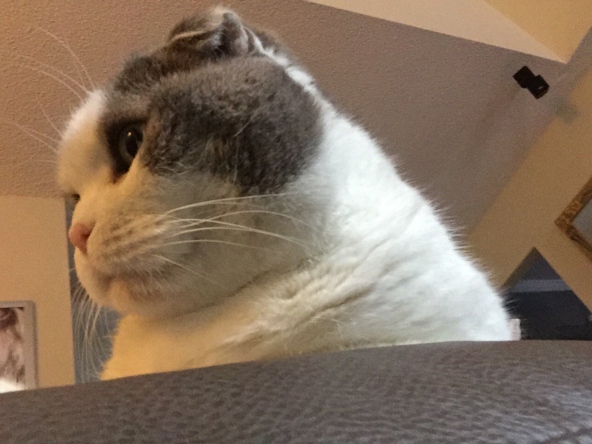 DarkLordofFluff's tweet photo. Ready for my close up now. #whiskerswednesday #scottishfold #cat #CatsOfTwitter #cats https://t.co/Rrrnoc6bkZ