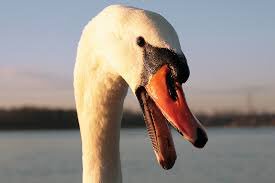 Paddle up river. Paddle down river. Repeat. Occasionally encounter a disgruntled swan. To kayak is life.