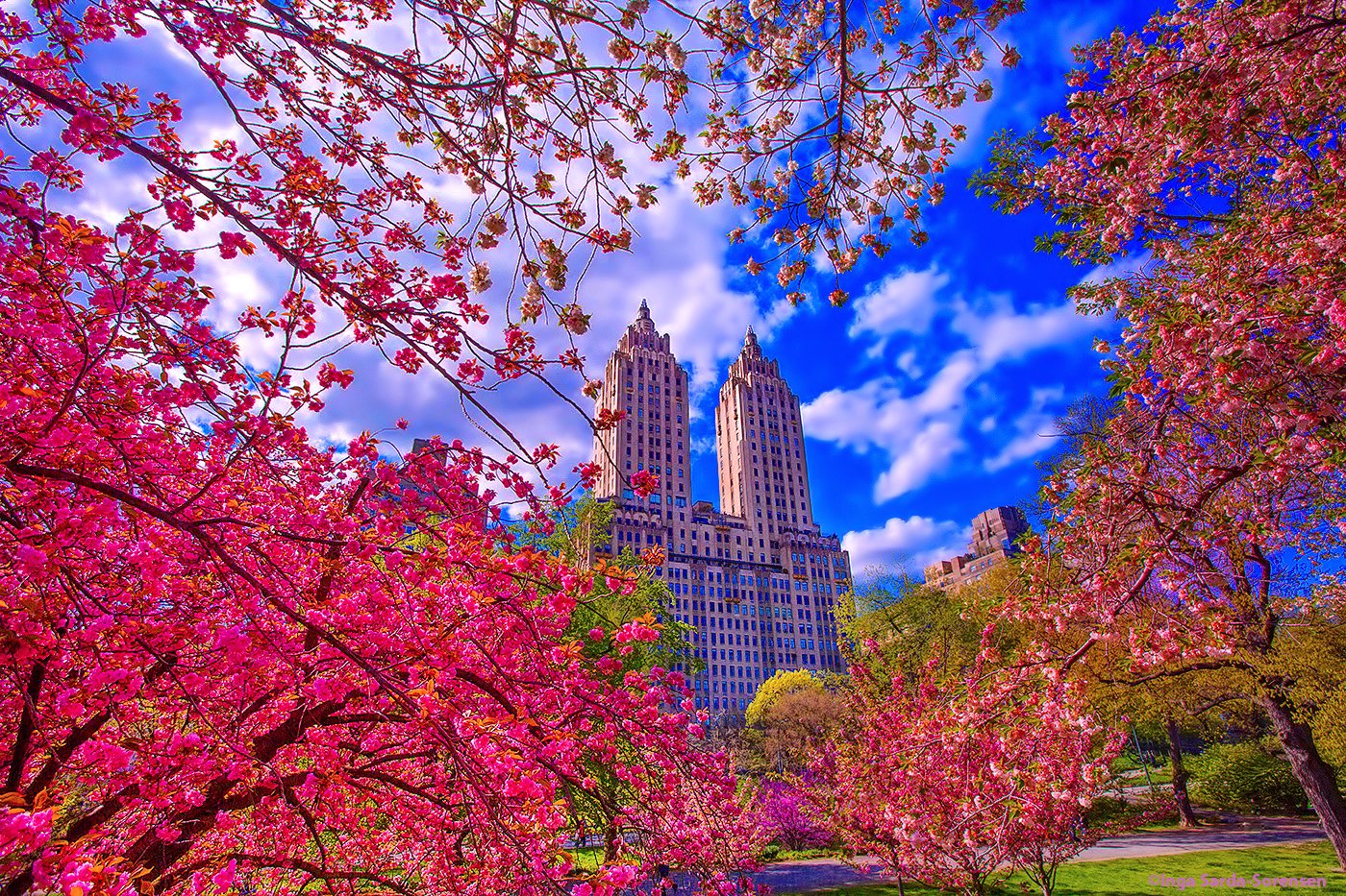 Good Morning America on Twitter "Spring abloom in New York City! 📷