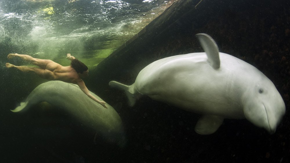 PhototeamPro's tweet photo. #ViktorLyagushkin's Princess of Whales inspired Moscow artist Irina Ratina to create her own vision. #UWphotography https://t.co/LWVvzv1pi5