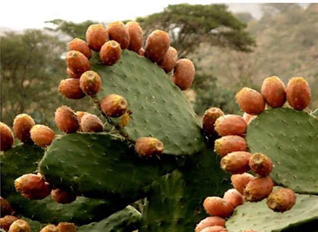 استعراض المقال