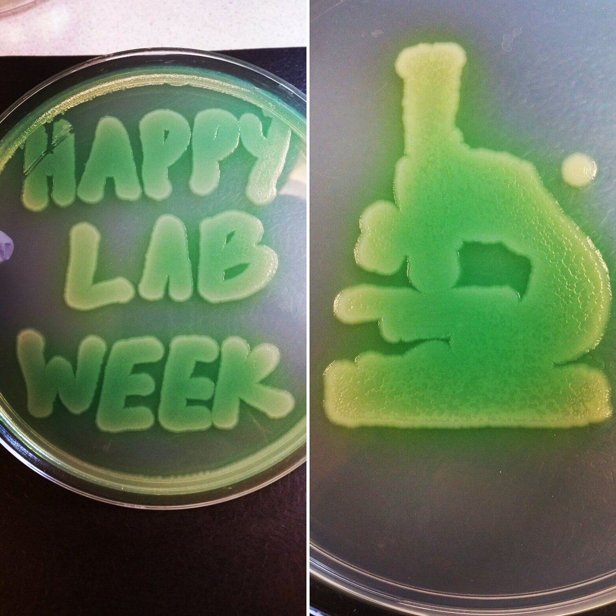 nerdy_micro's tweet photo. Pseudomonas aeruginosa wanted to join in the fun of lab week!
ππ¬
#labweek2016 #agarart #micronerd #microbiology https://t.co/jXj5CcAEZF