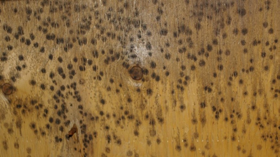 5BoroMold's tweet image. Is a Mold Problem in Your Home Making you Sick? buff.ly/1Ueb61H #MoldProblem