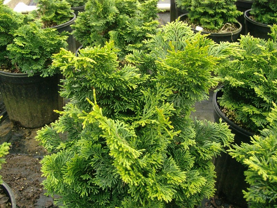 GrownDirect's tweet photo. Make a statement in your garden with a range of architectural and topiary plants. #evergreen #gardening https://t.co/2yGNxfkvPI