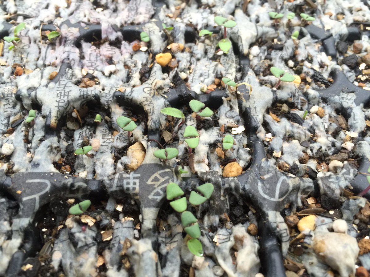 herb_harmony's tweet photo. #ホーリーバジル 発芽良好 地温30度で2日間。その後、徐々に芽が出ています。 発芽までに日数はかかりますが、外にまいても大丈夫です。 https://t.co/b3VHtVZ7lc https://t.co/8znSqXs8uW