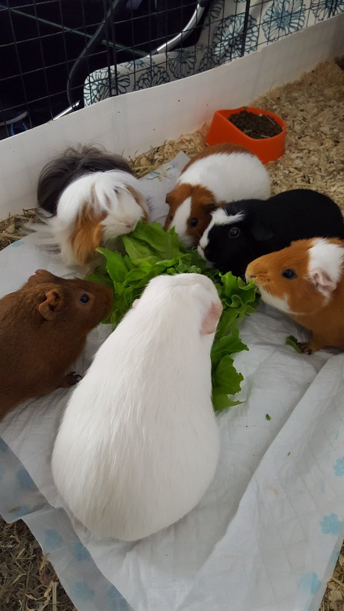 GuineaCollected's tweet photo. Guineas, take your positions! ๐
#GuineaPig #guineapigs #cavy #herd #GuineaCollected https://t.co/z0GS07yt4r
