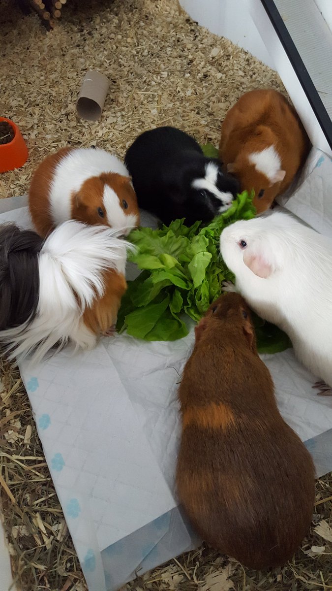 GuineaCollected's tweet photo. Guineas, take your positions! ๐
#GuineaPig #guineapigs #cavy #herd #GuineaCollected https://t.co/z0GS07yt4r