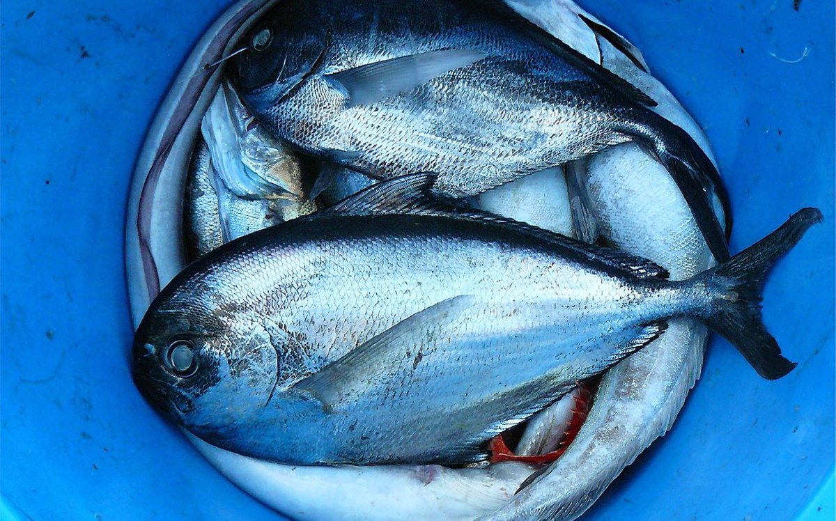 FoodBev's tweet photo. More than 1/3 of #consumers are concerned about how their food is grown, killed or caught https://t.co/pfrBOJk8LU https://t.co/ukNIn8Nsit