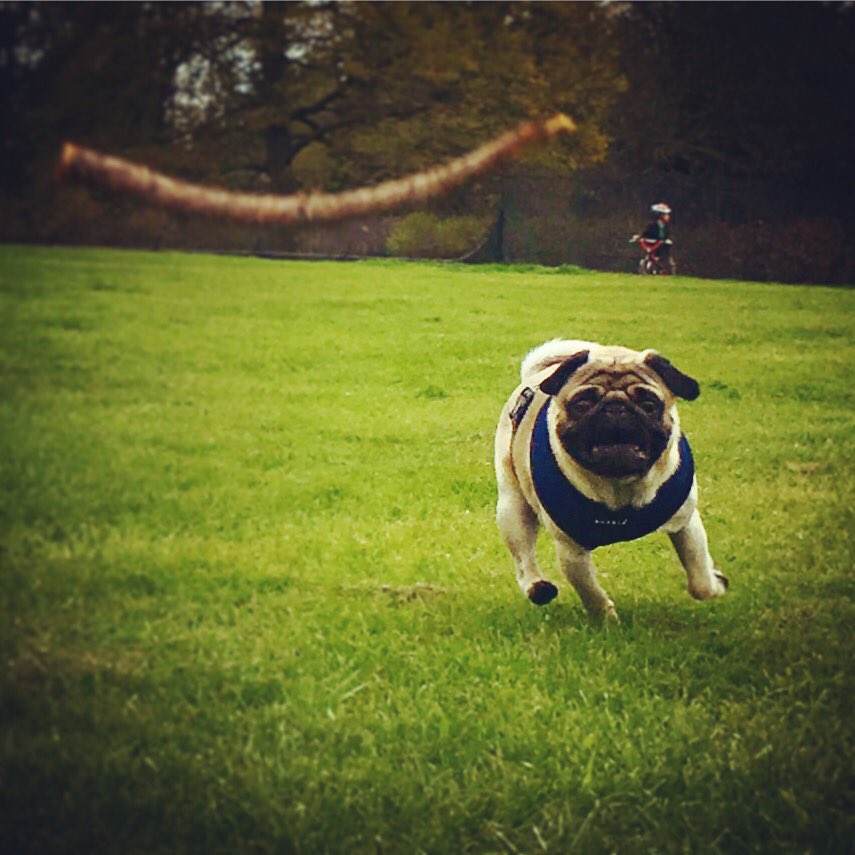 iamwalterthepug's tweet photo. Happiness is... Chasing a stick without a care in the world 😄😎❤️ #pugs #pug #London #dansonpark #chasingsticks https://t.co/dttAeFCTM7