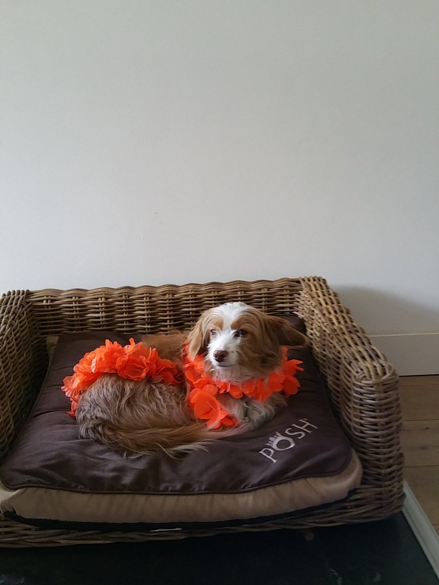 Geeraths's tweet image. Tessa is klaar voor Koningsdag☺