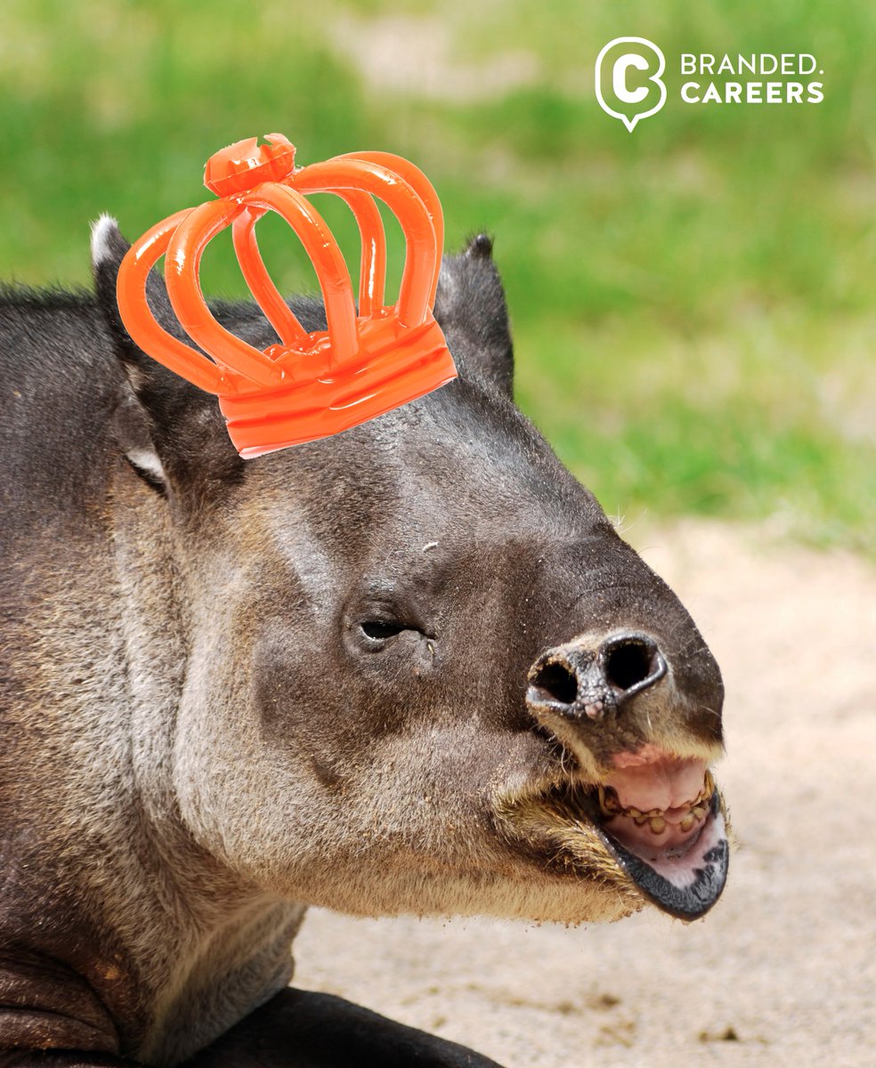 BrandedCareers's tweet photo. Het is niet enkel #koningsdag in Nederland, maar ook #wereldtapirdag. Een fijne dag aan alle Nederlanders &amp; tapirs! https://t.co/IF1KacxxbA