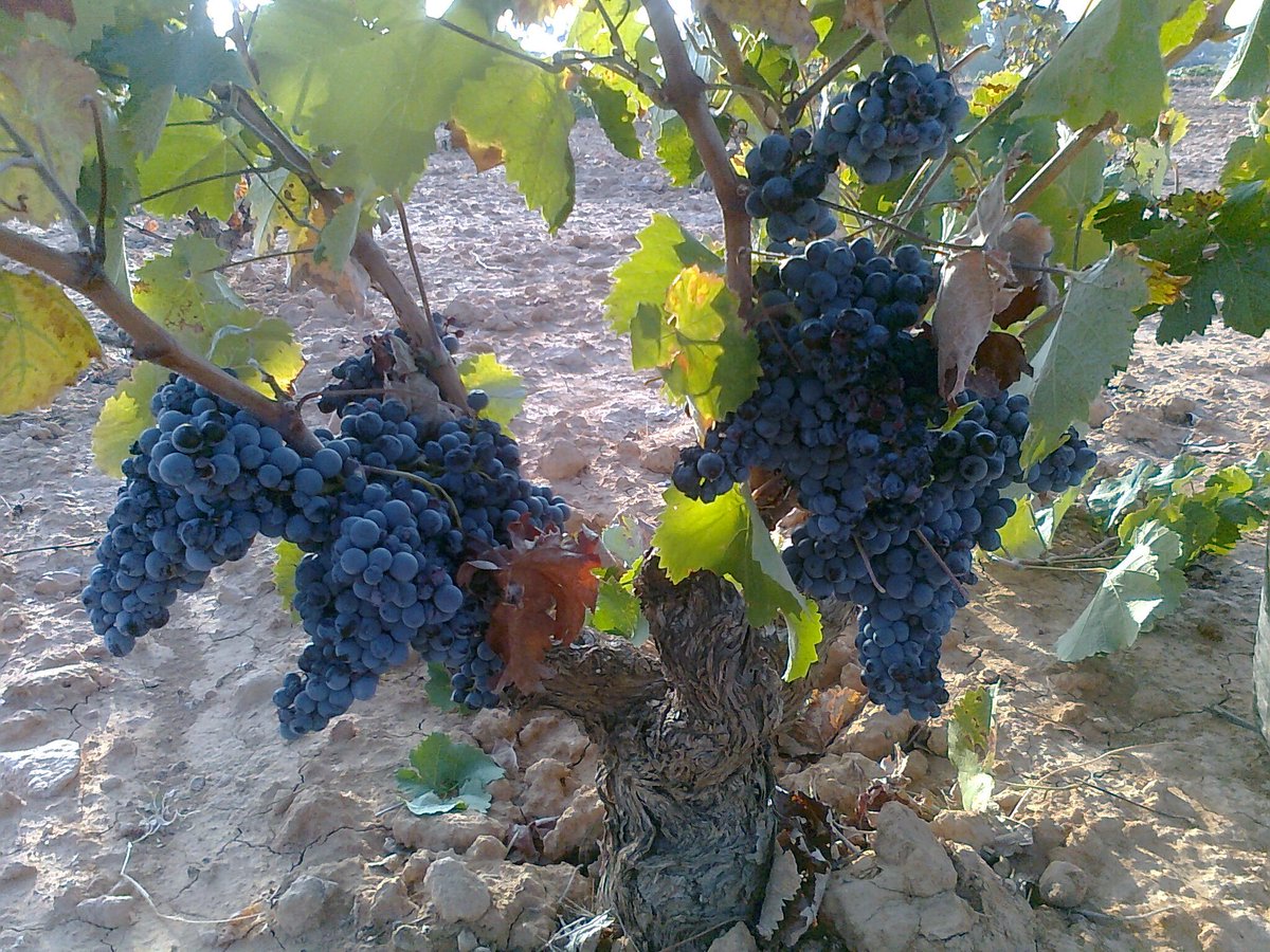 ruralcarche's tweet photo. Nuevo concurso! Sabrías decirnos que variedad de uva es??
Dejarnos vuestros comentarios! Gracias!! https://t.co/wSUBkMHrqW