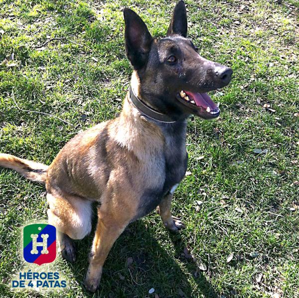 policia's tweet photo. Nora sigue buscando un hogar... ¿Quizá sea el tuyo 😉? #AdoptaNoCompres WE ❤ #animals https://t.co/yuuPwDqUOs https://t.co/1XwXi1b1Qo