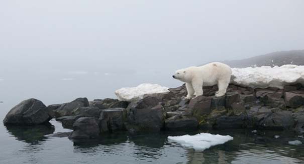 TAenergy's tweet photo. Global warming is forcing polar bears to make longer, more perilous swims https://t.co/mhgbAeSD2u #globalwarming https://t.co/IqDM4FIs4O