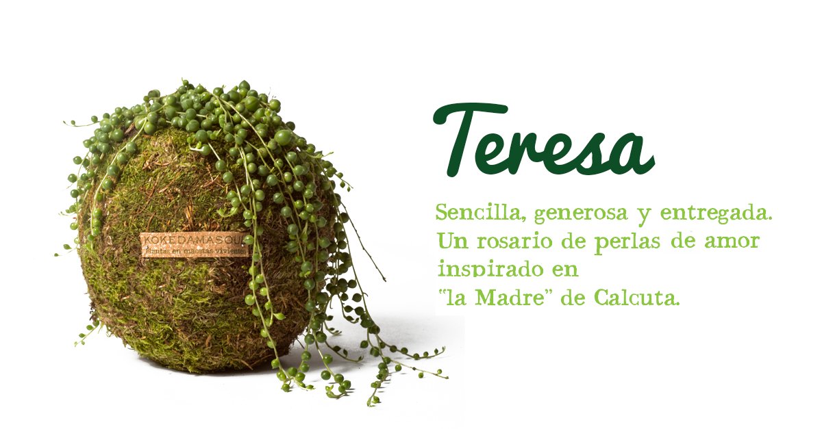 Nueva kokedama, perfecta para "la Madre" que ya tenemos y que no cambiaríamos por nada :) kokedamasoul.com/producto/teres…