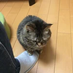 【胸キュン注意】飯よこせニャ【無言の圧力】