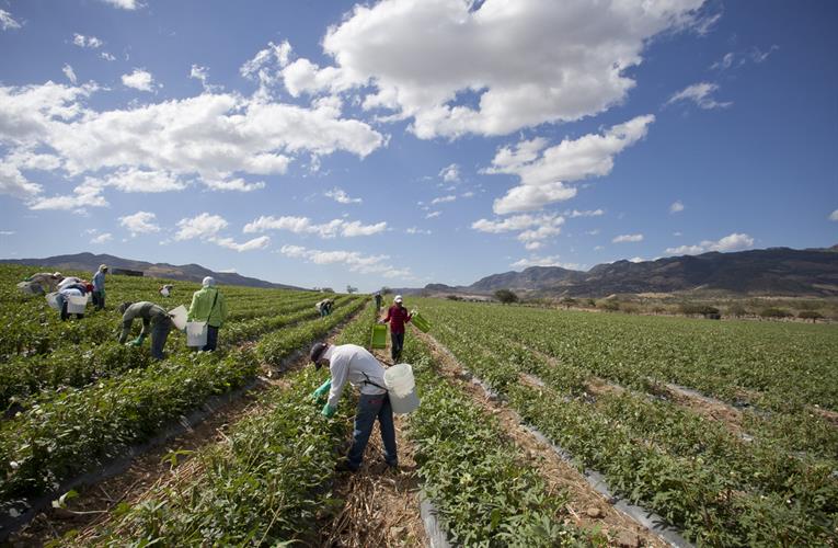 ProduceBizUK's tweet photo. Quality and reliability: Central America has ‘much to offer’ UK #fruit #veg buyers https://t.co/Y2sJ047pdm @CBI_NL https://t.co/3Zr8DKRvId