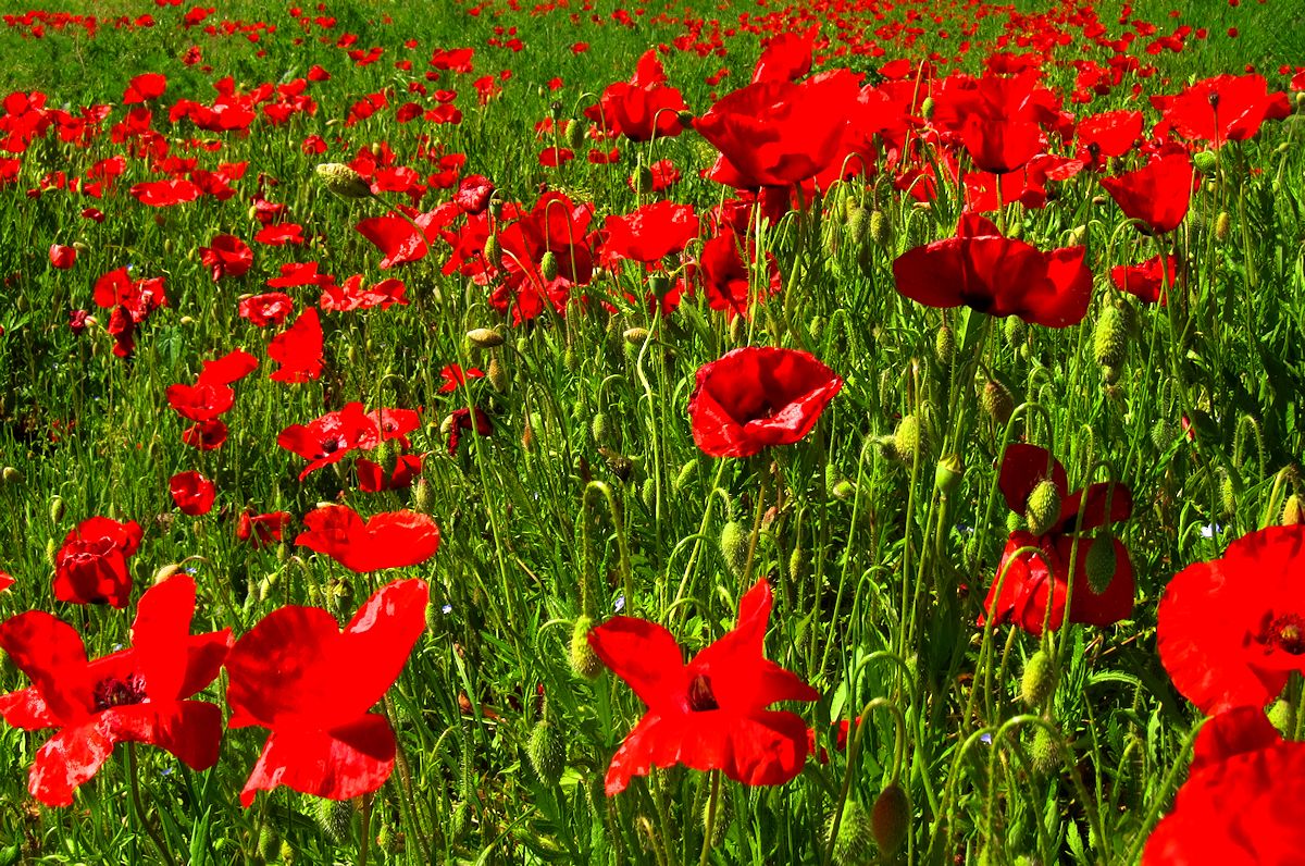 WalkingDordogne's tweet image. I LOVE.. LOVE.. LOVE the #Poppy - Loving the #Dordogne #PoppyFields that are now in bloom - dordogne-guide.com