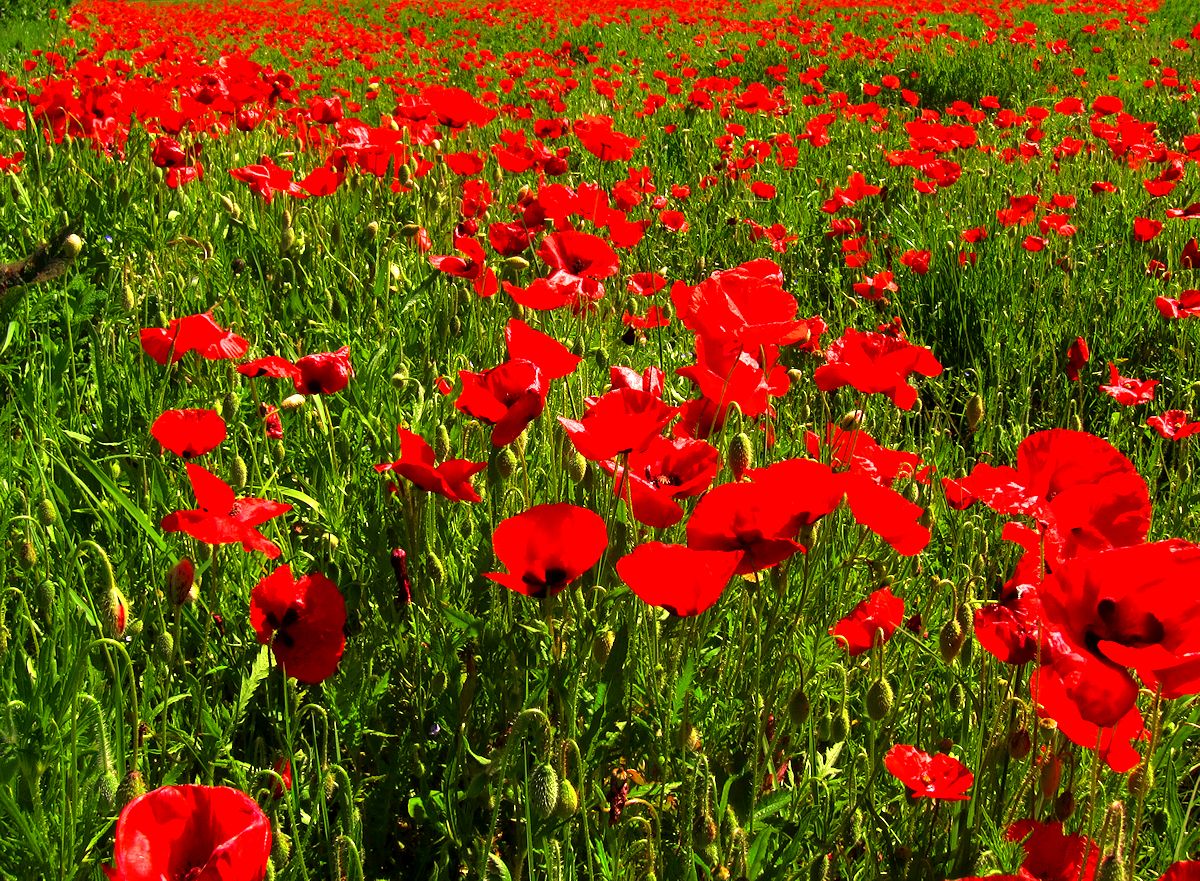 WalkingDordogne's tweet image. I LOVE.. LOVE.. LOVE the #Poppy - Loving the #Dordogne #PoppyFields that are now in bloom - dordogne-guide.com