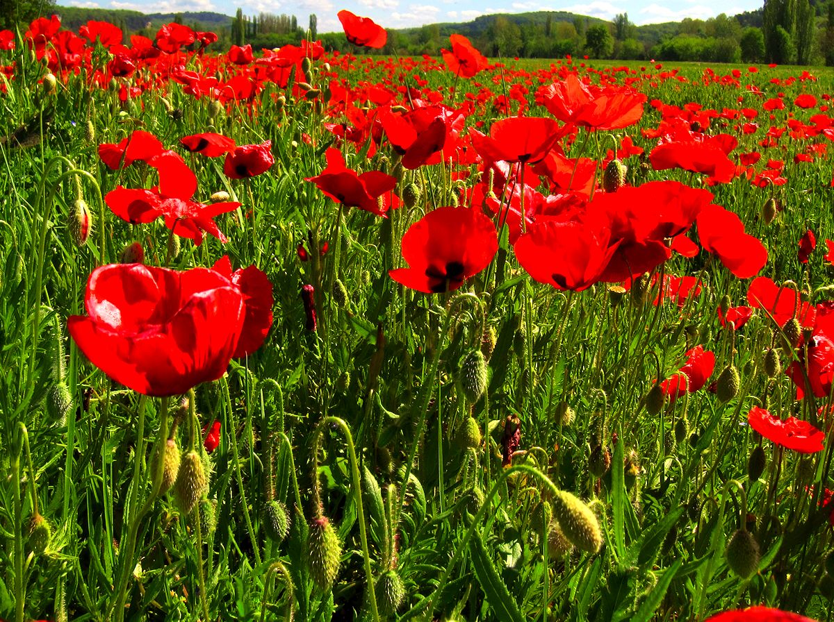 WalkingDordogne's tweet image. I LOVE.. LOVE.. LOVE the #Poppy - Loving the #Dordogne #PoppyFields that are now in bloom - dordogne-guide.com