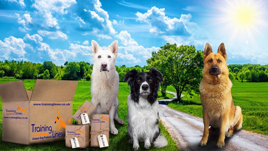 TrainingLines's tweet image. Daisy, Archie and Jack take a Bow(ie)!  Our product testers break into song. buff.ly/1SOOben #thepetsbiz