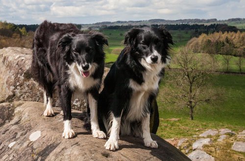 Cham and Mins want to announce that the revamped website, walkthepeakdistrict.co.uk, is now up &amp; running.