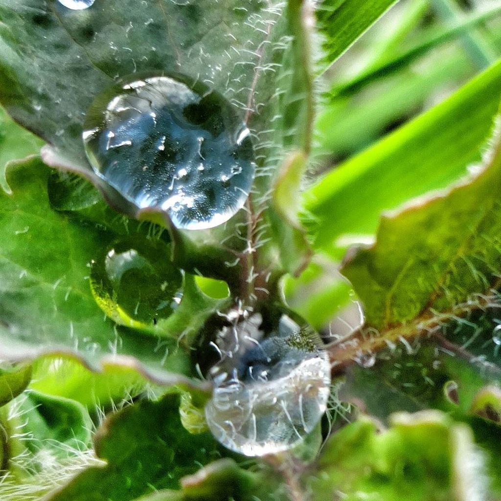 MatsEk's tweet photo. Regnrester i naturen
#vattendroppar #blad #natur #efterregn #H2O #droppar #Huddinge #Swede… https://t.co/EHkhnn1hav https://t.co/guMmdJ3R2v