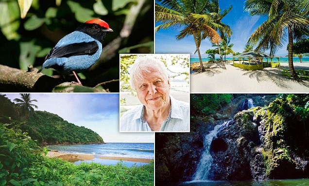 DestinationTnT's tweet photo. Tobago is an ecological haven for birds – and you.  Sir David Attenborough explores   https://t.co/IIhSOETZCR https://t.co/bzr1inAsxK
