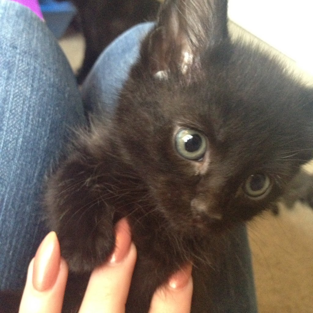Skylar On Twitter Help I Have 7 All Black Kittens W Some Random