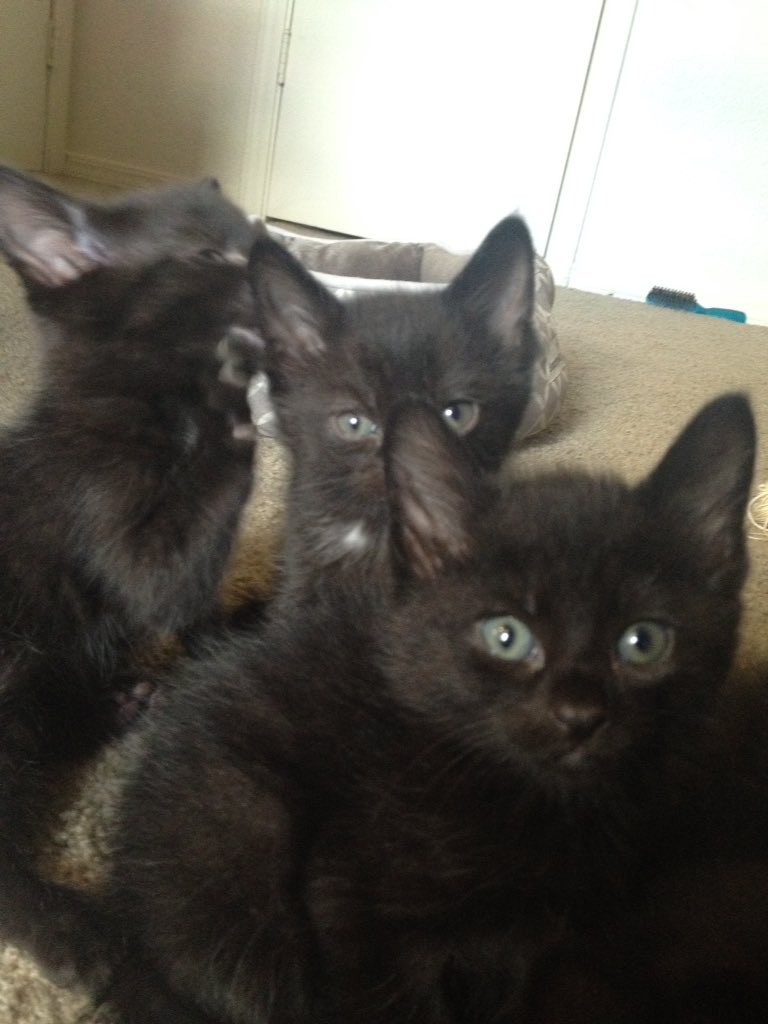 Skylar On Twitter Help I Have 7 All Black Kittens W Some Random